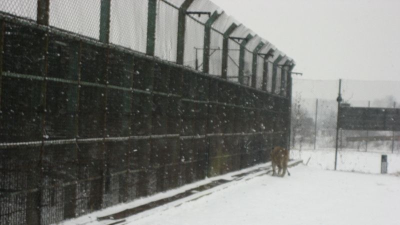 Siberian Tiger Park