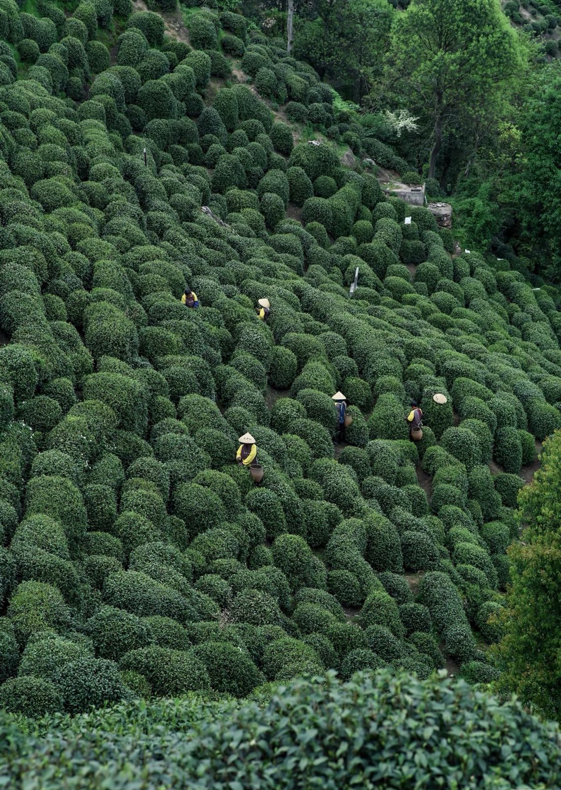 Tea Picking in the Longjing Hills — photo 3