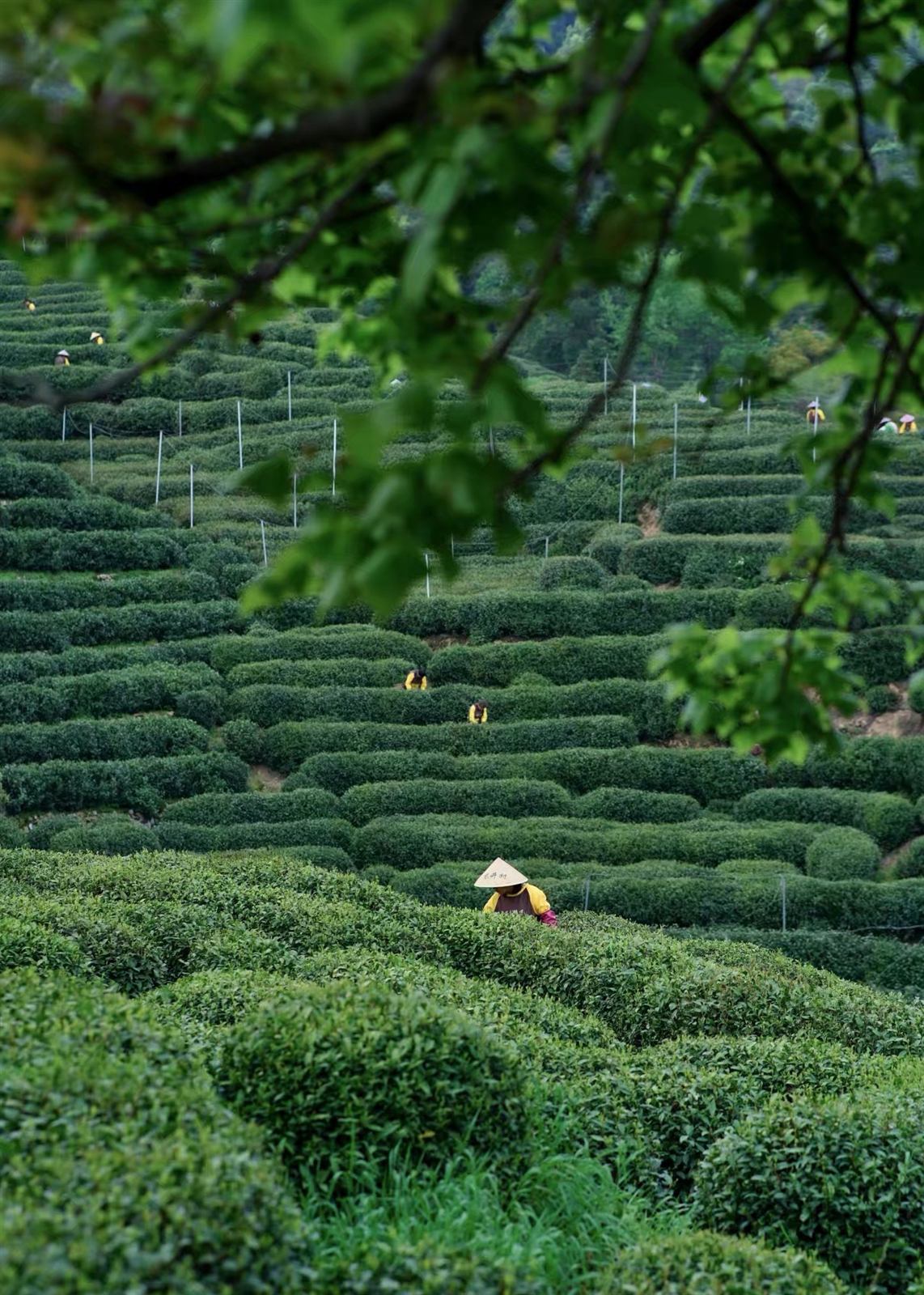 Tea Picking in the Longjing Hills — photo 4