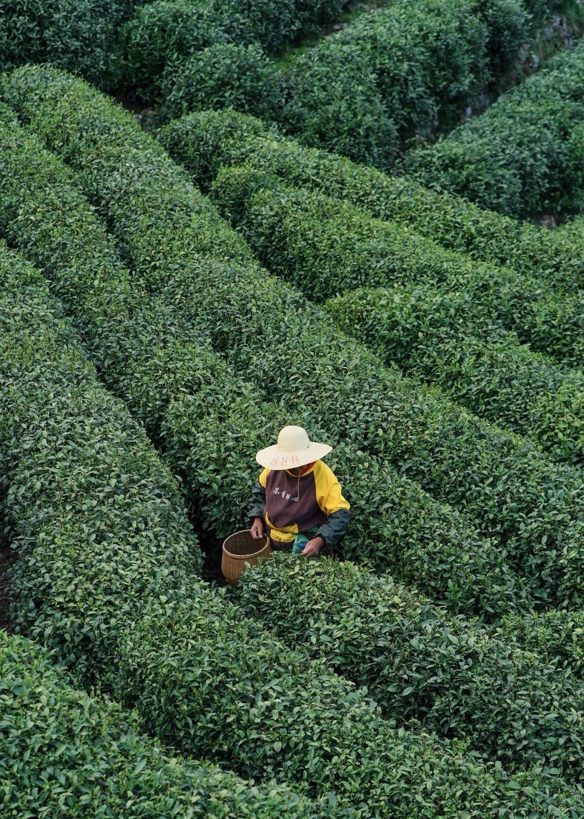 Tea Picking in the Longjing Hills