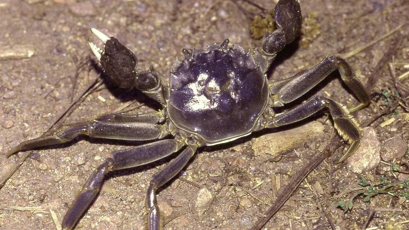 Hairy Crab
