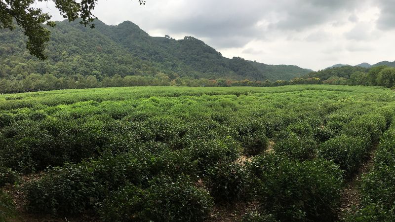 China National Tea Museum